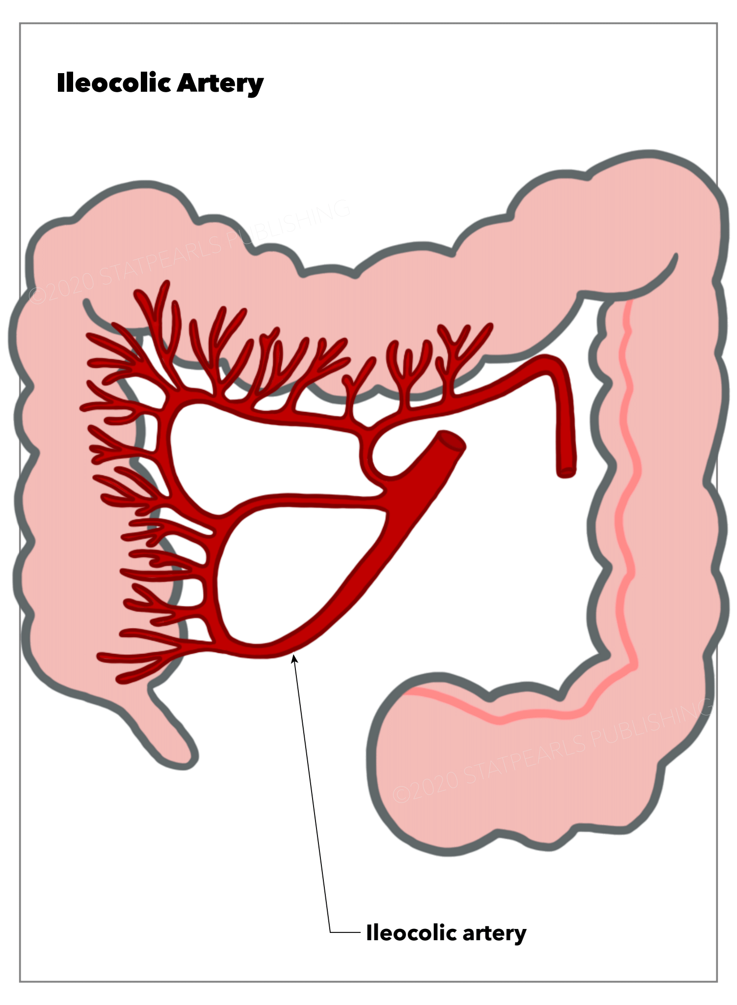 <p>Anatomy of the Ileocolic Artery