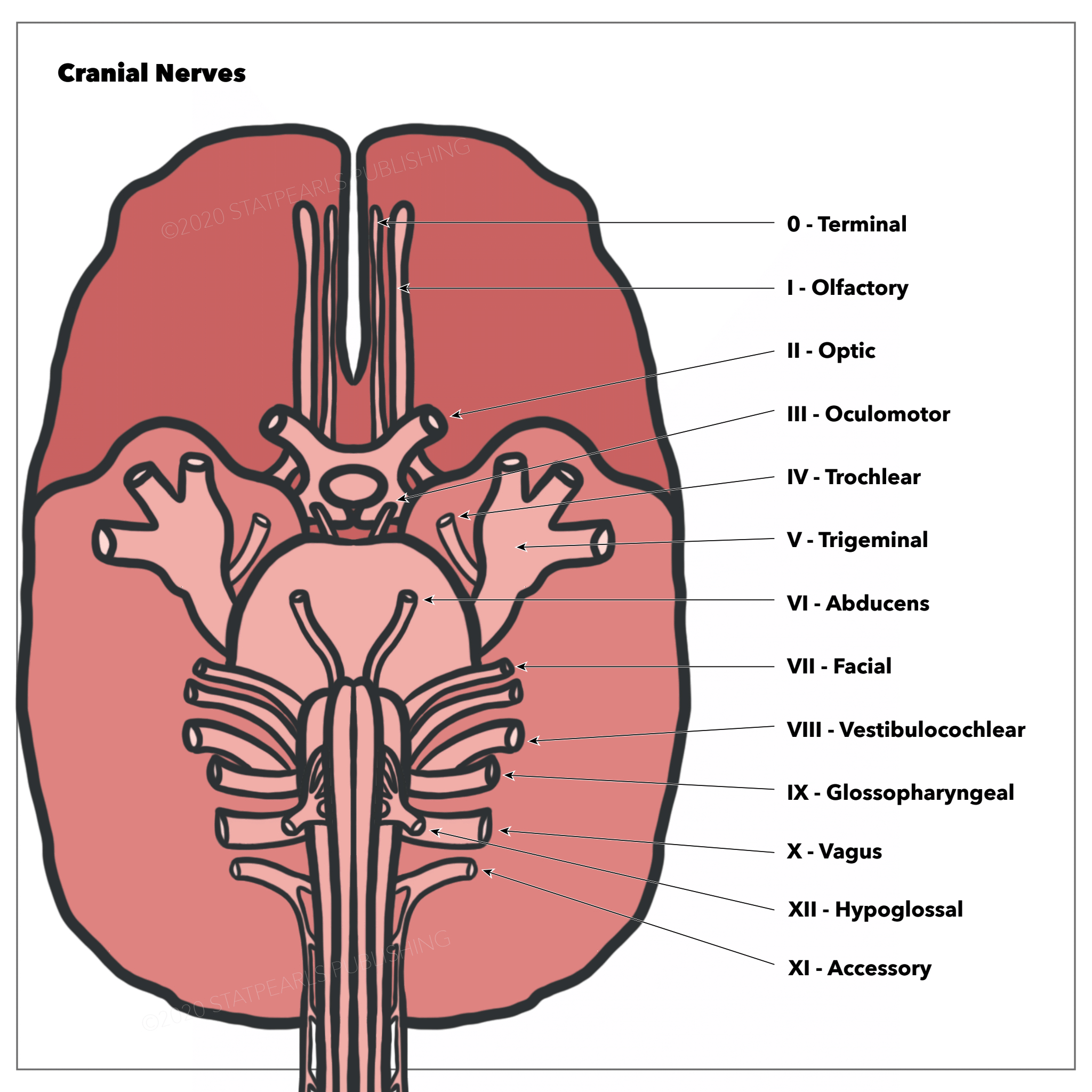 <p>Relationships of the Cranial Nerves to the Base of the Brain