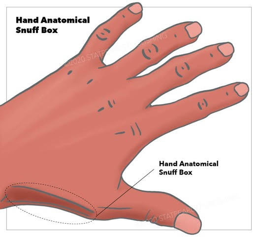 <p>Hand Anatomical Snuffbox