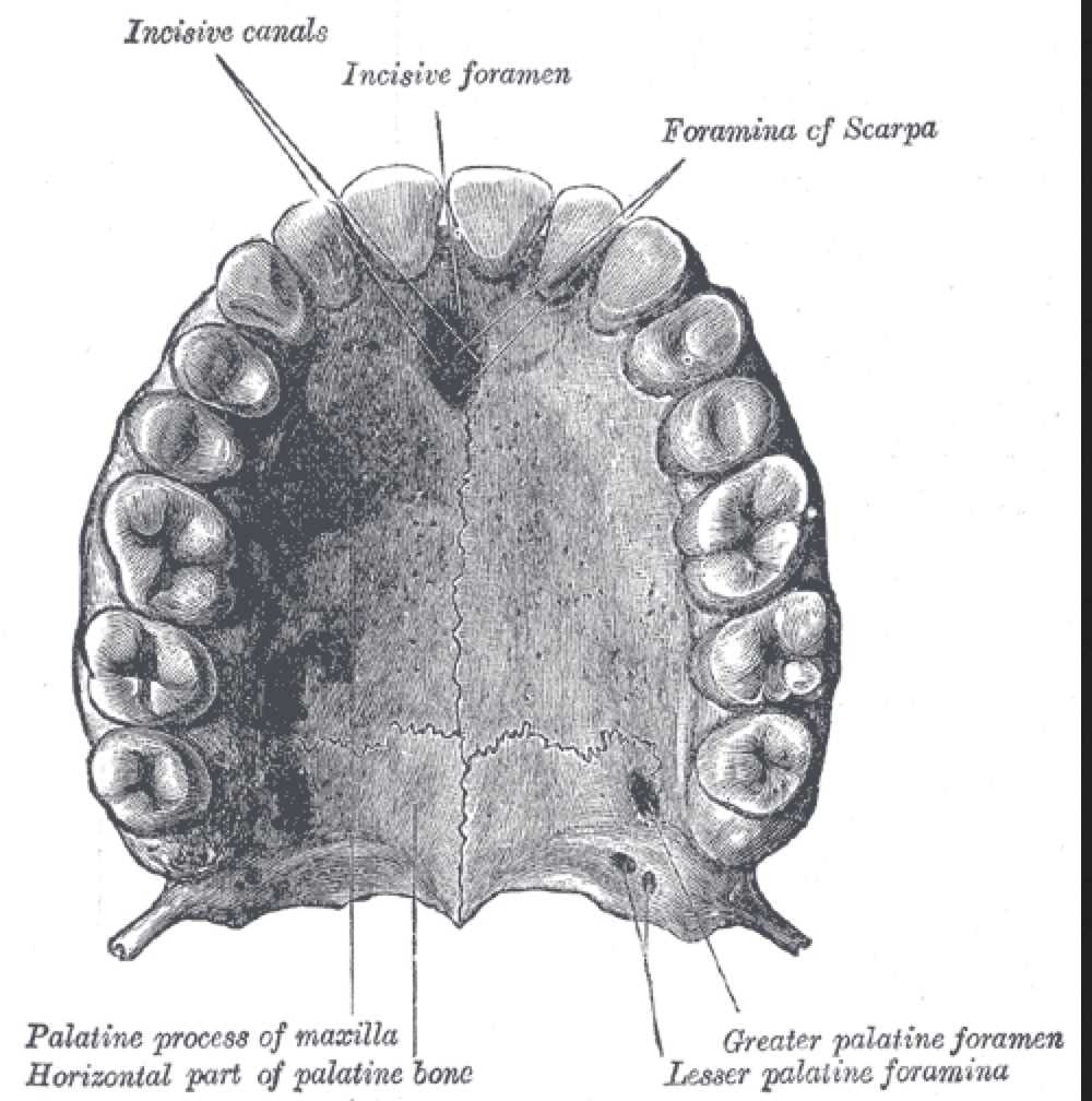 <p>Anatomy of Upper Palate