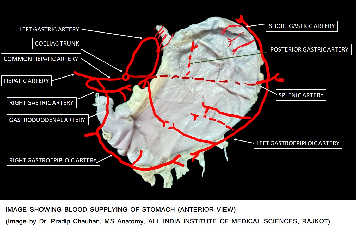 <p>Stomach Blood Supply
