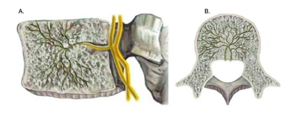 <p>Anatomical Distribution of the Basivertebral Nerve Within the Vertebral Body