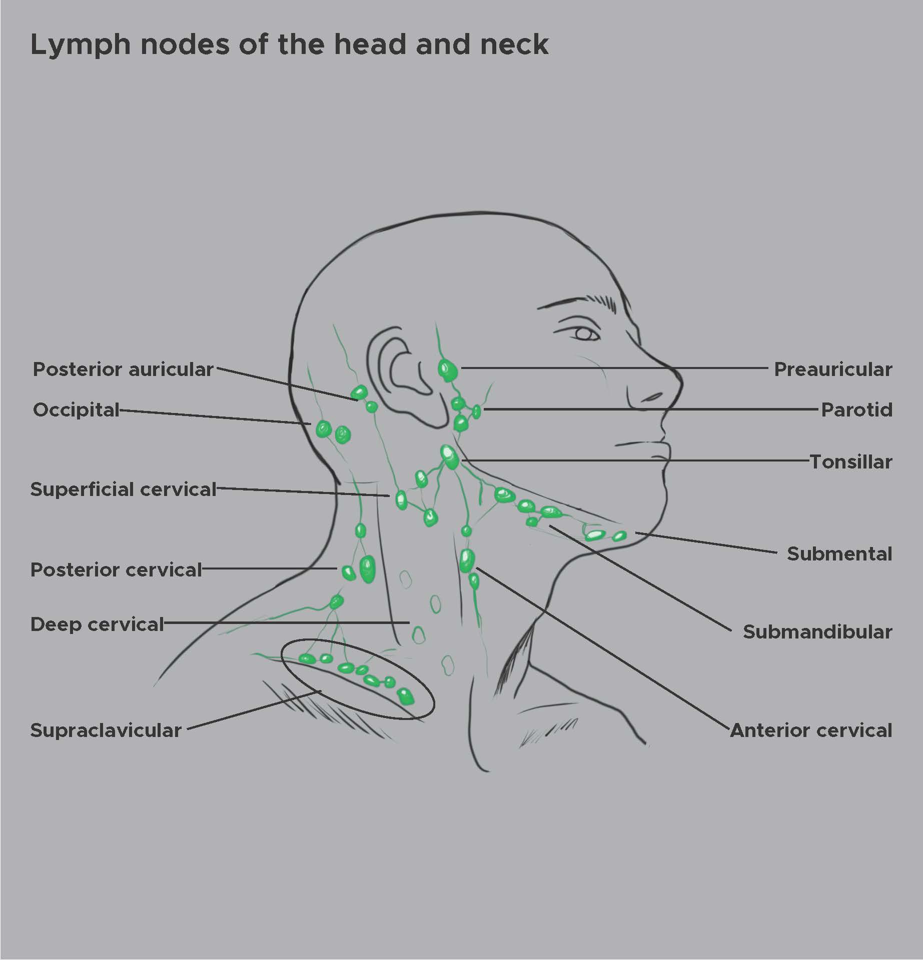 <p>Lymph Nodes of the Head and Neck