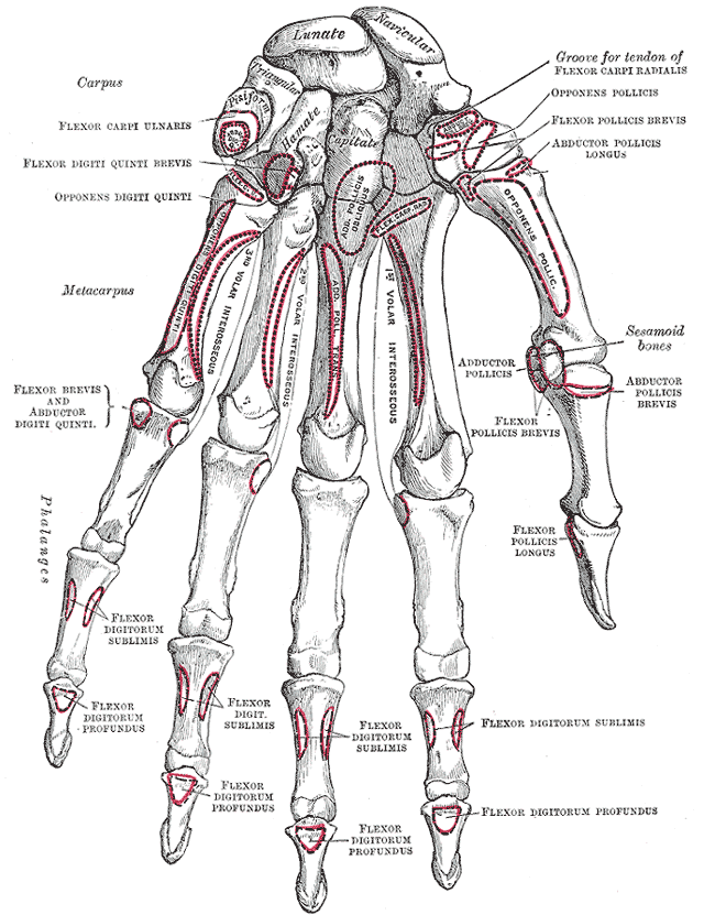 <p>Bones of the Left Hand