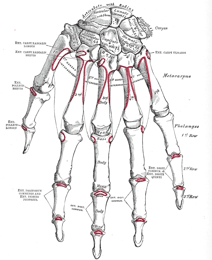 <p>Dorsal View of Hand Skeletal Anatomy and Surface Markings