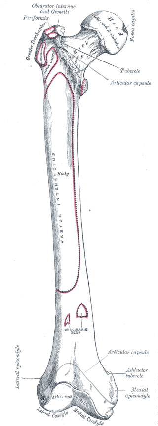 <p>Landmarks and Muscle Attachments of the Femur