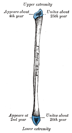 <p>Development of the Fibula.</p>