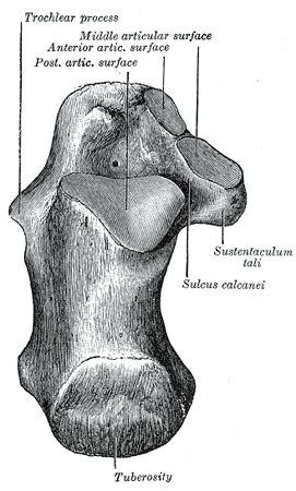<p>Calcaneus, Trochlear Process, Sustentaculum Tali, Sulcus Calcanei, Tuberosity, Superior Surface.</p>