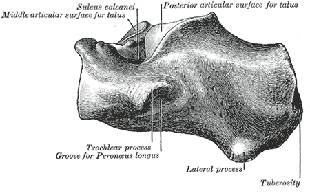 <p>Calcaneus, Lateral Surface, Sulcus Calcanei, Talus, Peroneus Longus.</p>