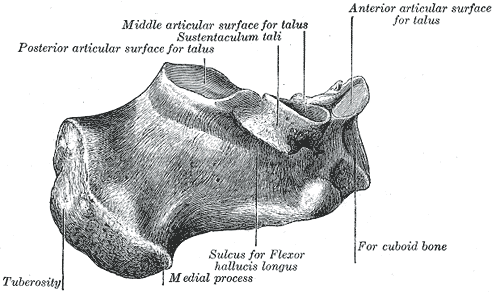 <p>Calcaneus, Medial Surface, Talus, Sustentaculum Tali, Flexor Hallucis Longus, Cuboid.</p>