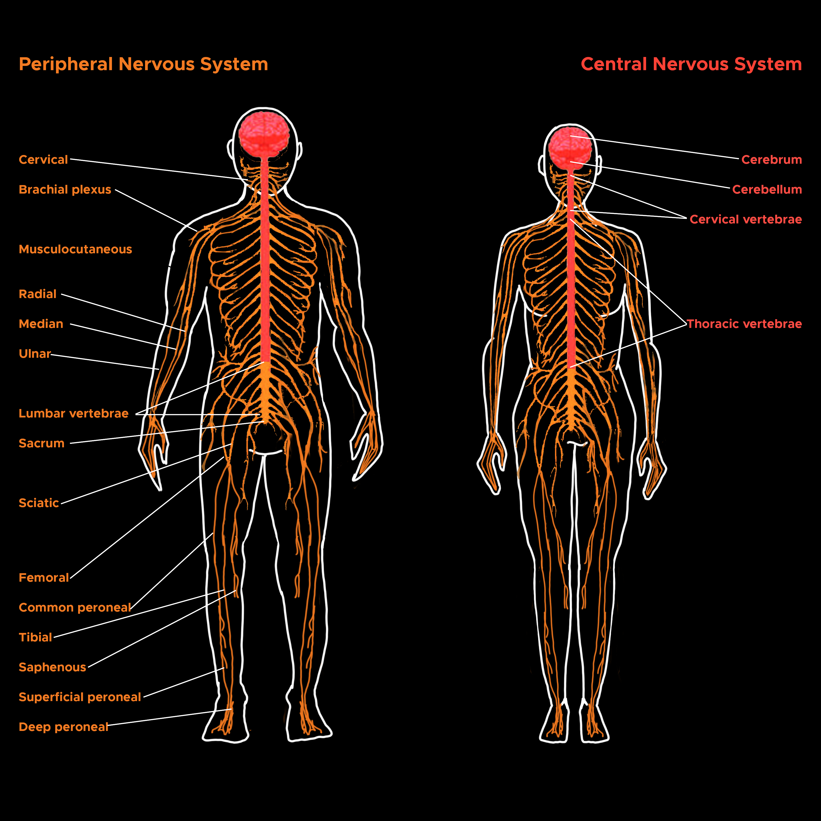 <p>Major Divisions of the Nervous System