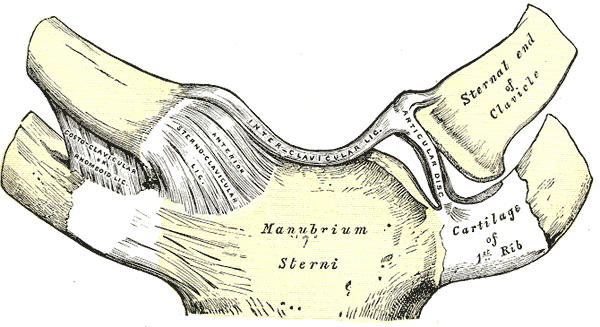 <p>Sternoclavicular Articulation, Anterior View