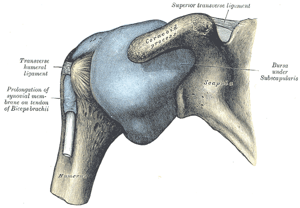 <p>Anterior Aspect of the Distended Shoulder Joint Capsule
