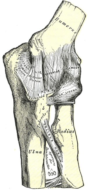 <p>Ligamentous Anatomy of the Left Elbow, Anterior View