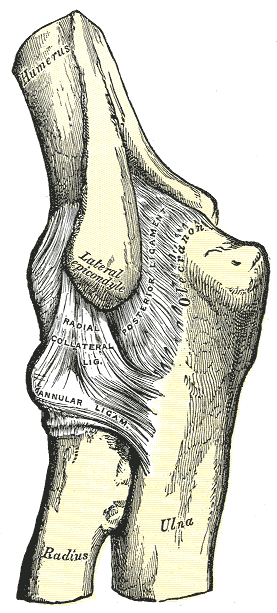 <p>Left Elbow Joint. The illustrated image shows the posterior and external ligaments.</p>