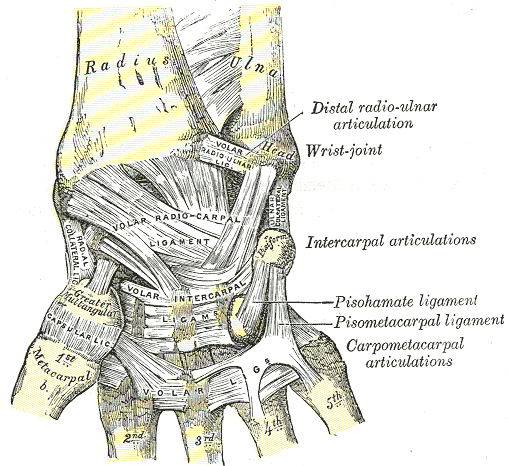 <p>Anterior View of Wrist Ligaments and Distal Forearm Structures.</p>