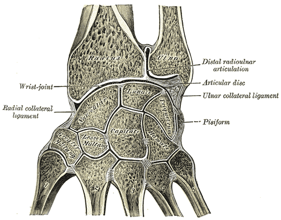 <p>Synovial Cavities, Distal Radioulnar Articulation.</p>