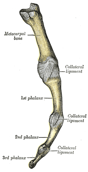 <p>Metacarpophalangeal Articulation. The&nbsp;illustrated image is a lateral view of a long digit showing its joints.</p>