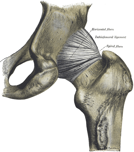 <p>Hip Joint,&nbsp;Posterior View.&nbsp;</p>