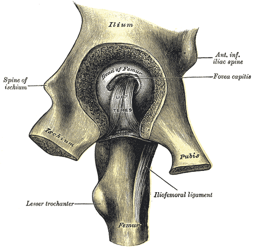 <p>Left Hip Joint
