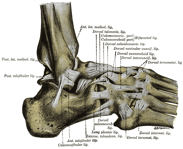 <p>Ligaments of the Lateral Aspect of the Right Foot and Ankle