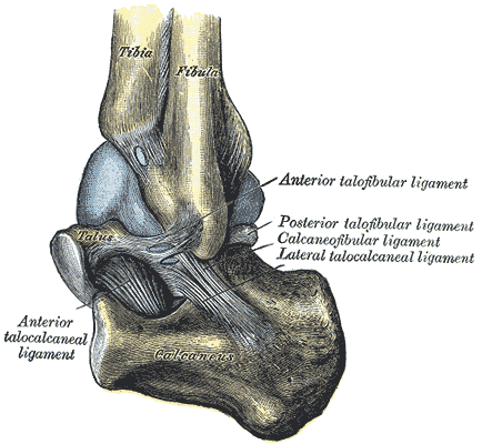 <p>Capsule of Left Talocrura Articulation (distended), Lateral Aspect.</p>
<p>&nbsp;</p>