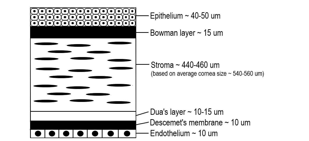 <p>Layers of the Cornea.</p>