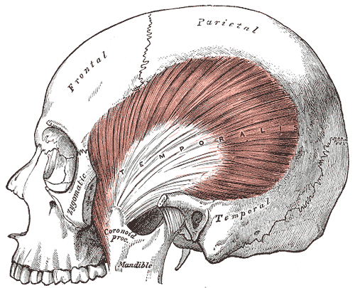 <p>Muscles of Mastication and Cranial Bones