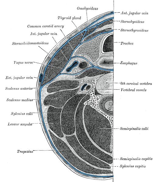 <p>Cross-Section of the Human Neck