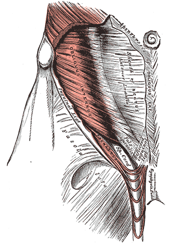 <p>Muscles and Fascia of the Abdomen