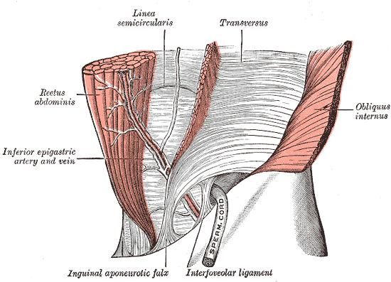 <p>Lower Abdominal Wall and Inguinal Region Anatomy