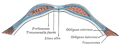 <p>Anterior Abdominal Wall and Fascial Layers