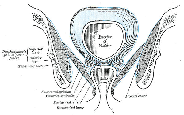 <p>Anatomy of the Pelvic Floor