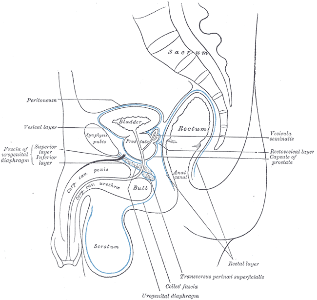 <p>Anatomic Reflections of the Endopelvic Fascia