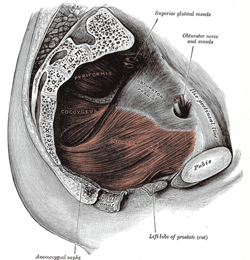 <p>Left Levator Ani From Within