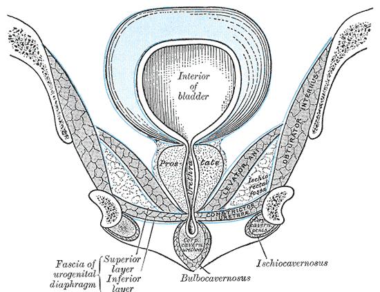 <p>Male Pelvic Floor Anatomy