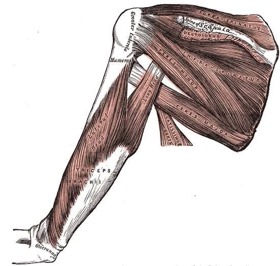 <p>Muscles of the Posterior Shoulder and Upper Arm