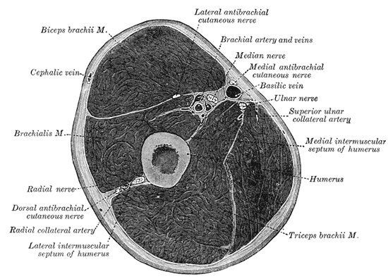<p>Fascial Compartments of the Arm.&nbsp;</p>