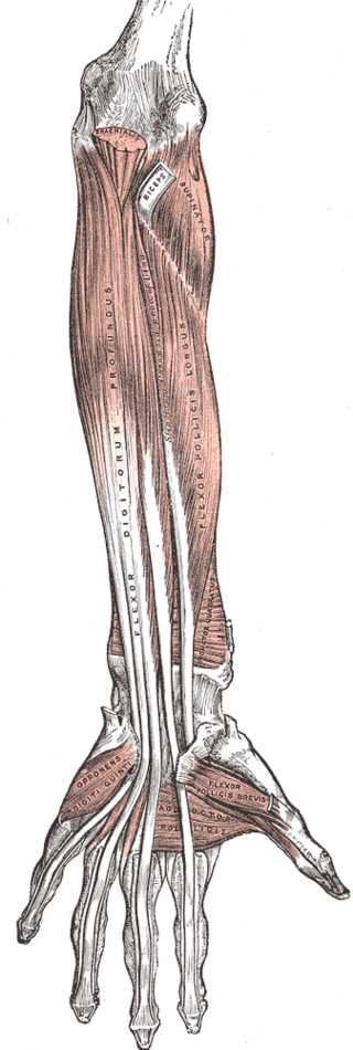 <p>Muscles and Fascia of the Forearm