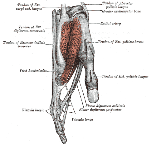 <p>Tendons and Muscles of the Hand.</p>
