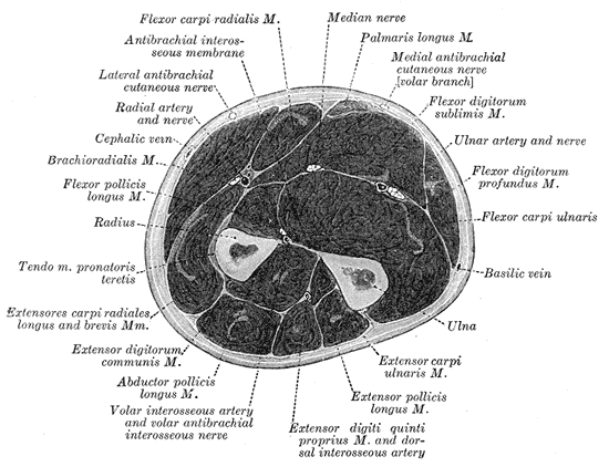 <p>Cross Section of the Forearm. The illustrated image depicts the radius, ulna, muscles, and fasciae of the forearm.</p>
