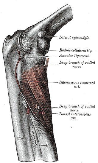 <p>Anterior Compartment of the Forearm