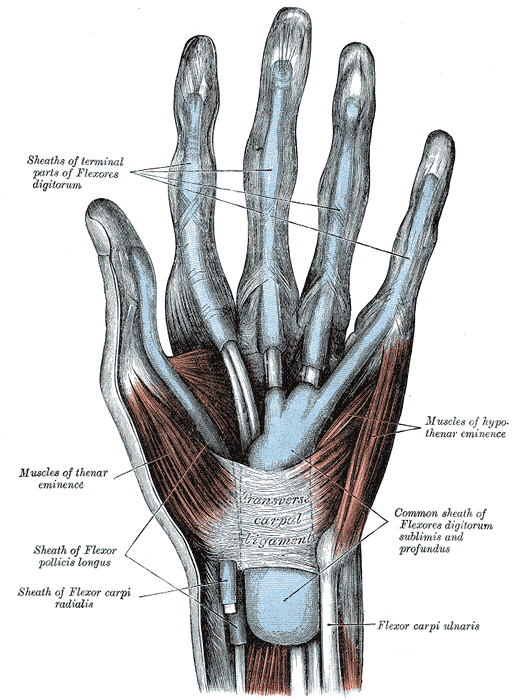 <p>Palmar View of the Hand Muscles, Tendons, and Fascia