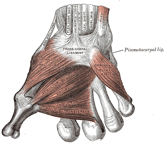 <p>Intrinsic Muscles and Ligaments of the Palm