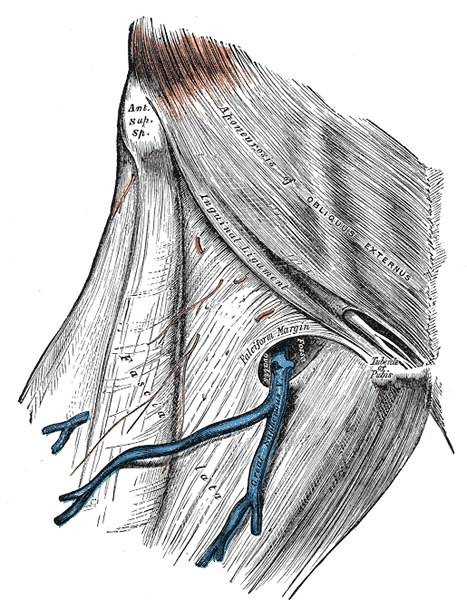 <p>Fossa Ovalis.&nbsp;</p>