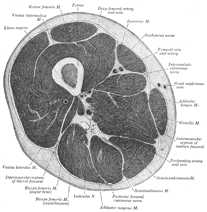 <p>Thigh, Cross-Sectional Anatomy.</p>