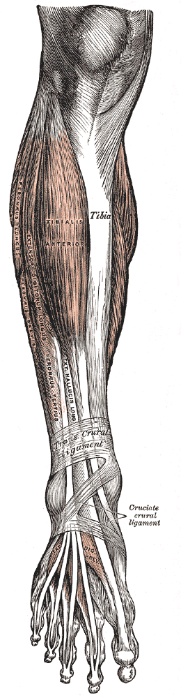 <p>Muscles of the Anterior Leg Compartment and the Foot Dorsum