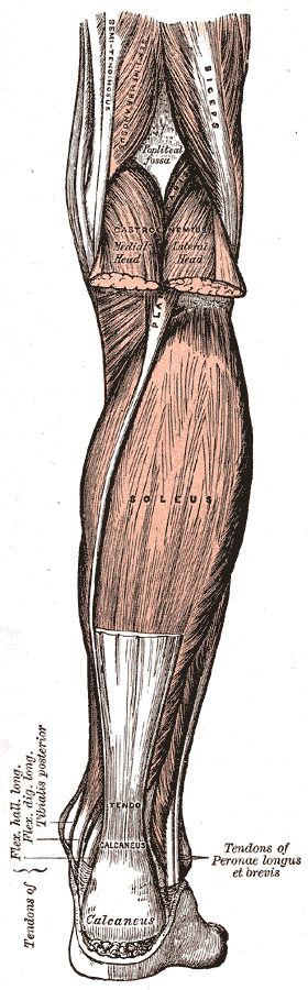 <p>Posterior Musculature of the Lower Leg