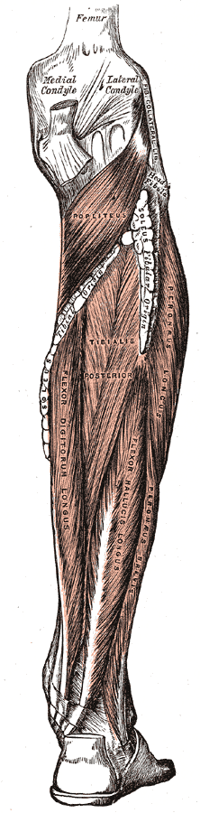 <p>Posterior Muscles of the Leg.</p>