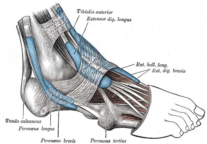 <p>Lateral Aspect of the Right Foot and Ankle